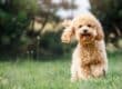 A happy, go lucky puppy runs through a meadow. The grass is short and the dog is brown with slightly curly hair.