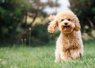 A happy, go lucky puppy runs through a meadow. The grass is short and the dog is brown with slightly curly hair.