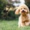 A happy, go lucky puppy runs through a meadow. The grass is short and the dog is brown with slightly curly hair.