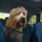 A fluffy doodle-breed dog sitting behind a mesh net in the backseat of a vehicle with people in the front seats.