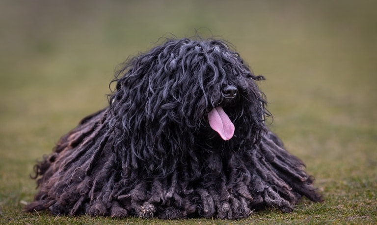 A black Hungarian Puli with a long, corded fur coat, sticking its tongue out while laying over lush grass outdoors.