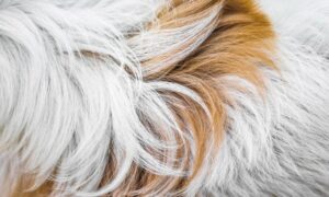 What Can Happen If Your Dog’s Fur Gets Too Long?