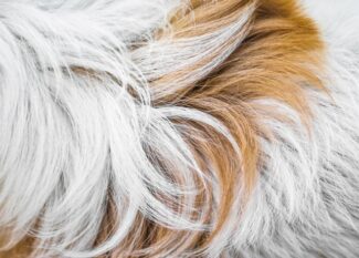 Close-up to the long white messy and tangled fur of an animal with a brown stripe crossing through the middle.