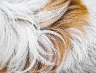 Close-up to the long white messy and tangled fur of an animal with a brown stripe crossing through the middle.