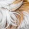 Close-up to the long white messy and tangled fur of an animal with a brown stripe crossing through the middle.