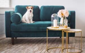 Steps for Welcoming a New Pet Into Your Apartment