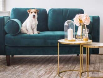 A dog with white hair and floppy ears sitting on a teal couch next to two small coffee tables with gold legs.