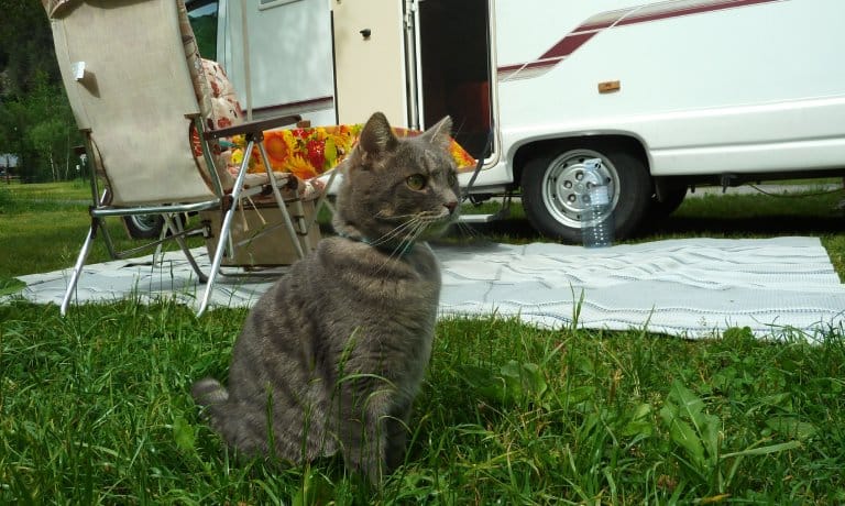 A cat sitting in the grass next to an RV. There is a folding chair set up between the cat and the RV.