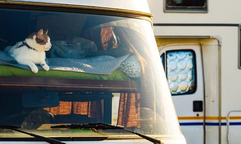 A cat laying on the loft of an RV, looking out the window. There is a second RV parked behind the one the cat is in.