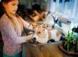 A girl giving a short-haired dog with orange and white spots a bath in a metal kitchen sink.