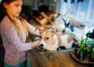 A girl giving a short-haired dog with orange and white spots a bath in a metal kitchen sink.
