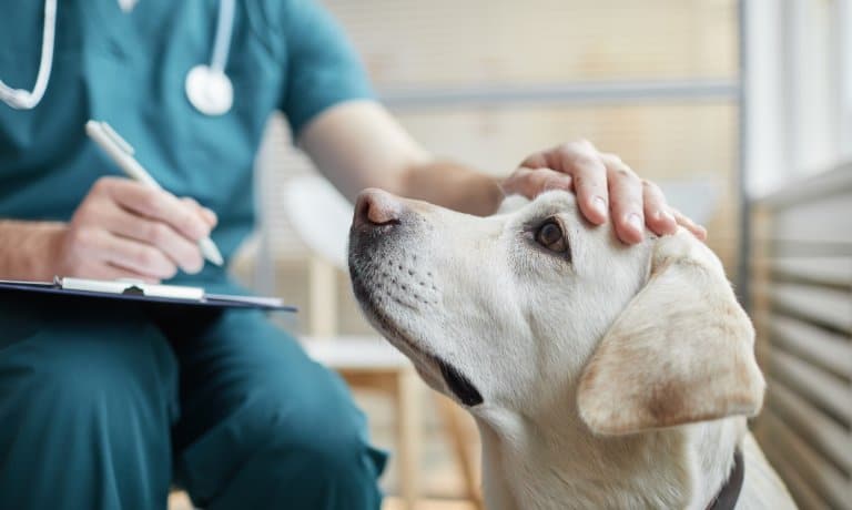 A white Labrador dog looks at a veterinarian who strokes its head. The physician has a pen and a clipboard.