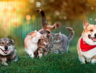 Two corgi dogs and three cats playing in a backyard. One corgi has a red bandana while one cat is grooming another.