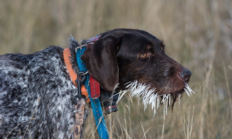 A hunting dog stands in a field of tall brown grass and has dozens of white porcupine quills embedded in their muzzle.
