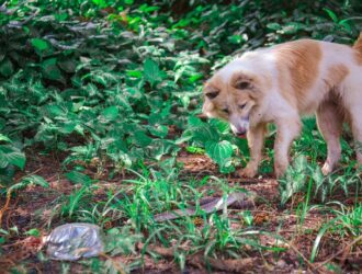 A dog with orange and white coloring fixates on a snake half-camouflaged on the forest floor.
