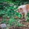 A dog with orange and white coloring fixates on a snake half-camouflaged on the forest floor.