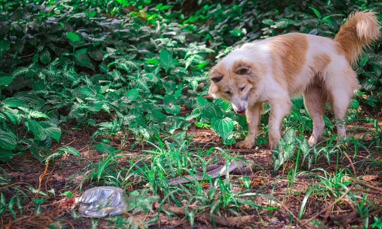A dog with orange and white coloring fixates on a snake half-camouflaged on the forest floor.