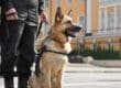 An adult German Shepherd sticking its tongue out, sitting next to a man wearing a black uniform in a plaza.