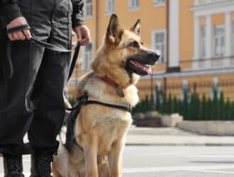 An adult German Shepherd sticking its tongue out, sitting next to a man wearing a black uniform in a plaza.