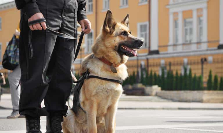 An adult German Shepherd sticking its tongue out, sitting next to a man wearing a black uniform in a plaza.