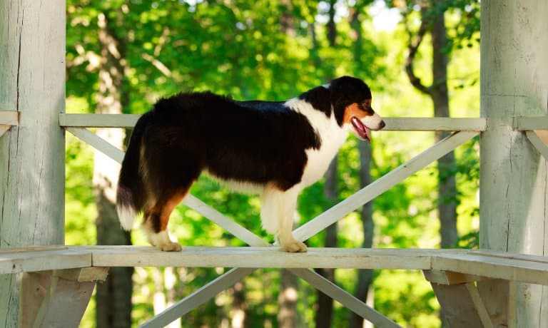 A tricolor Australian Shepherd stands alert inside a shaded wooden structure, surrounded by lush green trees in the background.