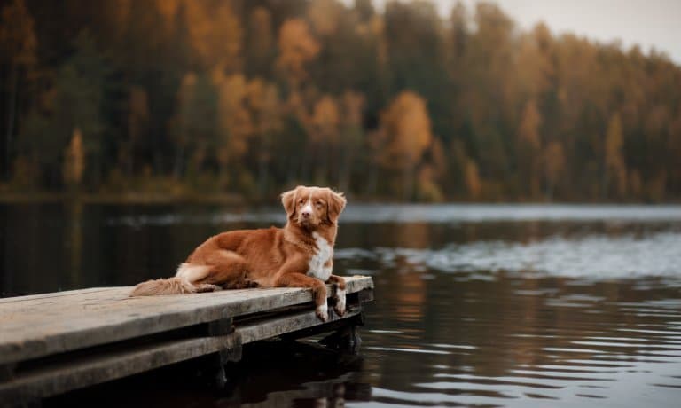 A Nova Scotia duck tolling retriever calmly laying at the end of a lake pier with colorful trees in the distance.