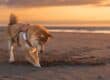A tan Shiba Inu digging a small hole in the sand at the beach while the sunset colors the clouds in the distance.