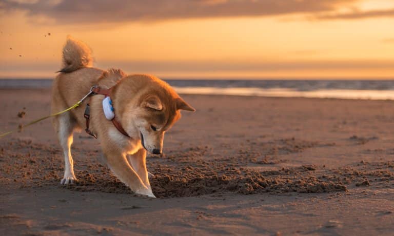A tan Shiba Inu digging a small hole in the sand at the beach while the sunset colors the clouds in the distance.