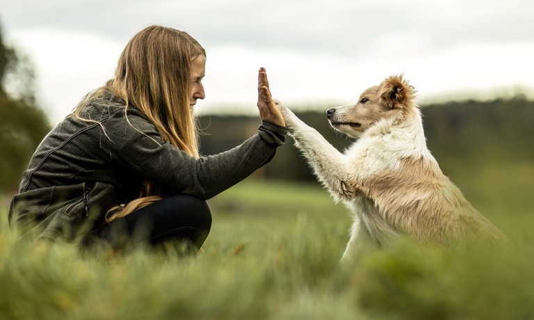 Woman with long hair crouches on grass giving a high five to a fluffy white and tan dog outdoors on a cloudy day.