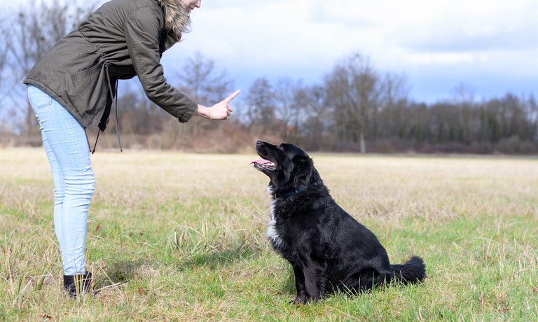 Person in green jacket and jeans points a finger while a large black dog with white chest sits on grass looking up.