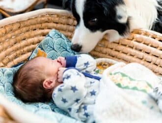 A curious border collie sniffing a newborn, who sleeps on their back under a blanket in a reed bassinet.