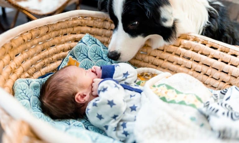A curious border collie sniffing a newborn, who sleeps on their back under a blanket in a reed bassinet.