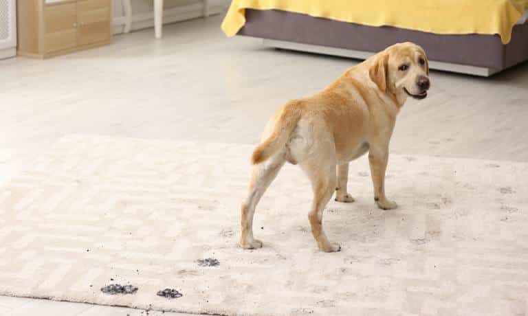 A large brown dog stands on a white rug stained with muddy paw prints, positioned in front of a bed.