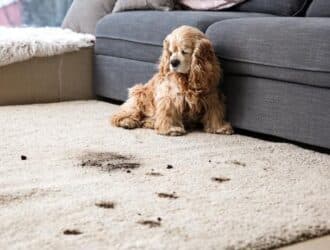 A small brown dog sits on a white rug stained with dirt and muddy paw prints, positioned in front of a gray couch.