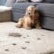 A small brown dog sits on a white rug stained with dirt and muddy paw prints, positioned in front of a gray couch.