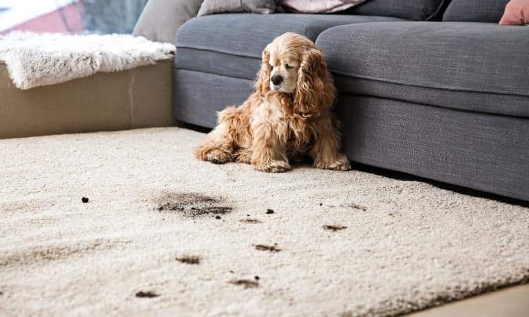 A small brown dog sits on a white rug stained with dirt and muddy paw prints, positioned in front of a gray couch.