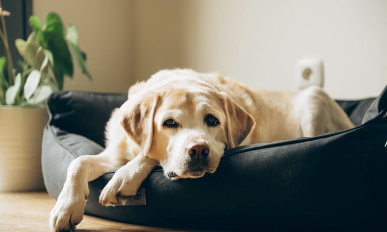 A Labrador Retriever lies on a dark-colored dog bed next to a potted plant. The bed is on a wooden floor.