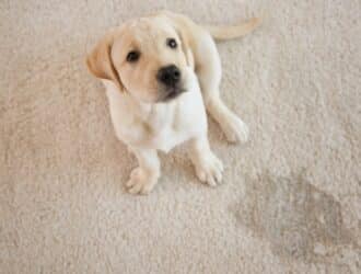A yellow Labrador retriever puppy sits on a tan carpet on the floor near a wet spot to its right.