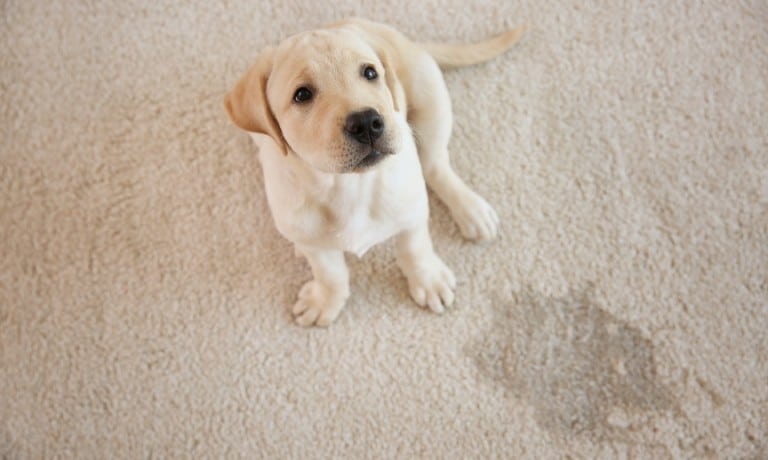 A yellow Labrador retriever puppy sits on a tan carpet on the floor near a wet spot to its right.