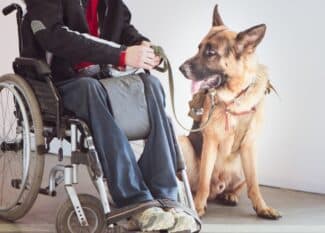 A person sitting in a wheelchair beside a large German Shepherd in a room with wood floors and white walls.
