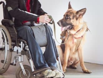 A person sitting in a wheelchair beside a large German Shepherd in a room with wood floors and white walls.