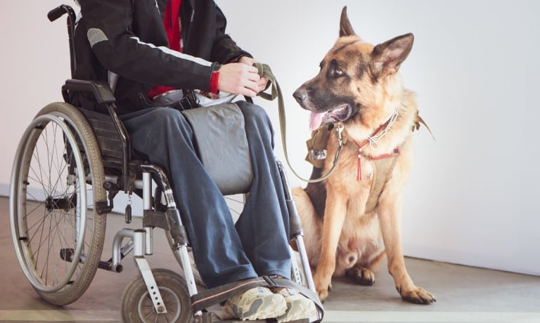 A person sitting in a wheelchair beside a large German Shepherd in a room with wood floors and white walls.