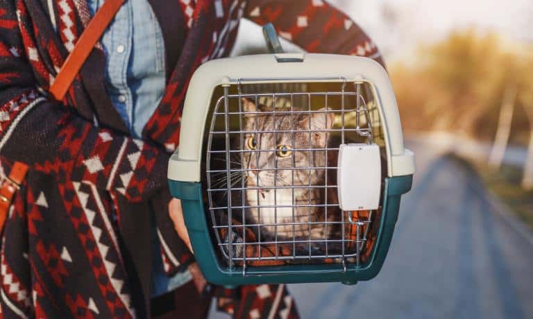 A cat is in a carrier with a blanket, the owner is carrying it on their hip with both arms while walking outside. The owner is wearing a patterned sweater.