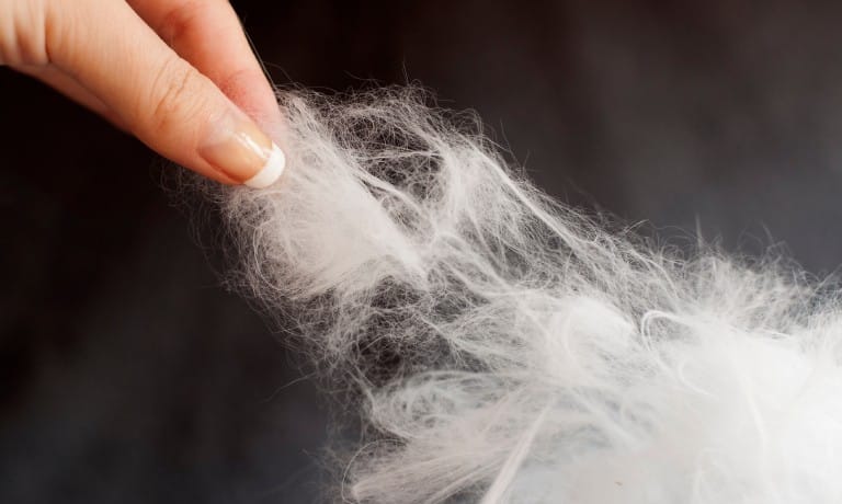 A manicured hand with long nails pulling at a tuft of thick white pet fur against a dark background.