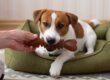 A Jack Russell Terrier sits in a dog bed and holds a brown rubber bone in its mouth while playing with its owner at home.