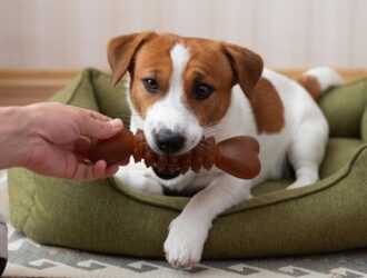 A Jack Russell Terrier sits in a dog bed and holds a brown rubber bone in its mouth while playing with its owner at home.