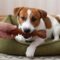 A Jack Russell Terrier sits in a dog bed and holds a brown rubber bone in its mouth while playing with its owner at home.