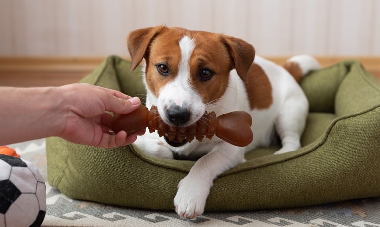 A Jack Russell Terrier sits in a dog bed and holds a brown rubber bone in its mouth while playing with its owner at home.