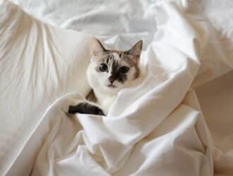 A cute cat with white-and-brown markings sitting within the folds of a white hotel blanket while laying on the bed.