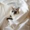 A cute cat with white-and-brown markings sitting within the folds of a white hotel blanket while laying on the bed.